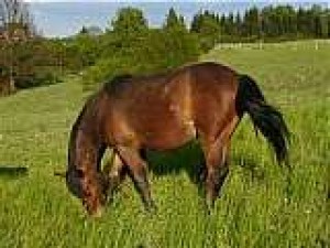 Obrazek